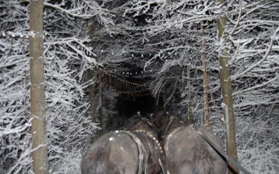 Alternative Travel in Wisconsin: Sleighs, Segways and More