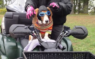 For The Animal Lovers: 7 Wisconsin Companies We Love