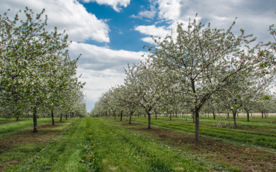Wisconsin-Made: 4 Local Finds in Door County