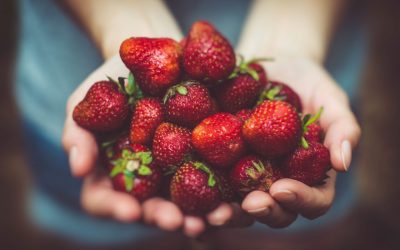 5 Pick-Your-Own Fruit Farms in Wisconsin