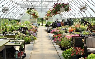 4 Wisconsin Greenhouses to Visit This Spring