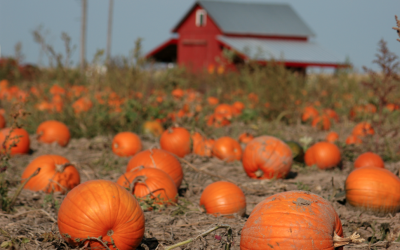 10 of Wisconsin’s Best Fall Farms, Apple Orchards & Pumpkin Patches