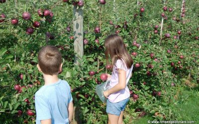 Increase in Childhood Depression, What Can We Do to Bring Kids Joy?