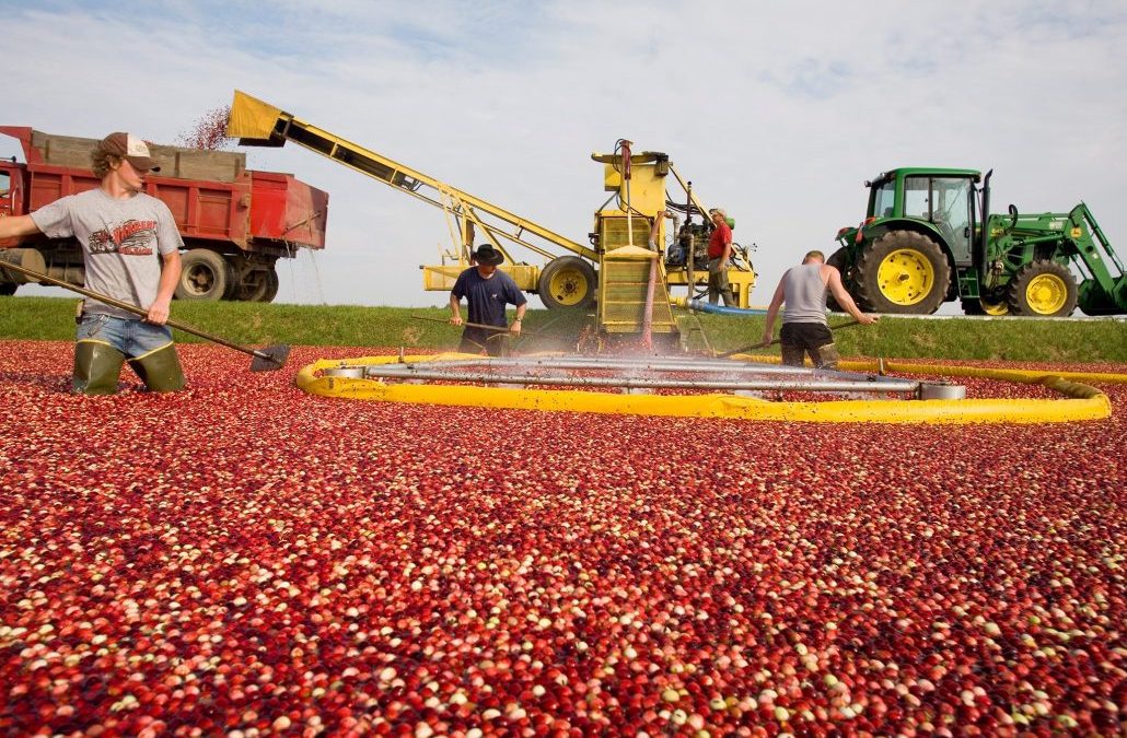 Experience Wisconsin’s State Fruit: The Cranberry