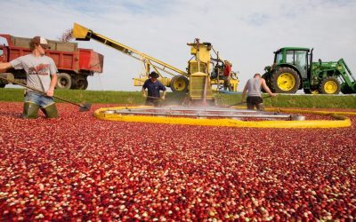 Experience Wisconsin’s State Fruit: The Cranberry