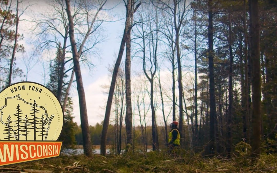 Sustainable Forest Management – Blowdown Logging | Know Your Wisconsin