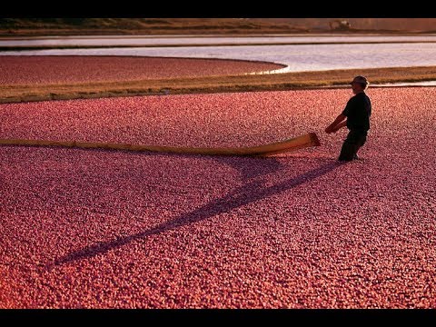 Wisconsin’s State Fruit: The Cranberry!