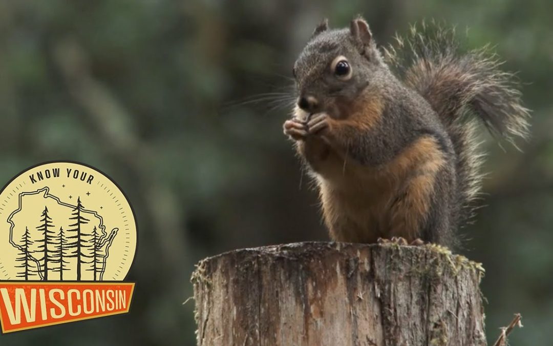 Forest Habitat and Recreation | Know Your Wisconsin