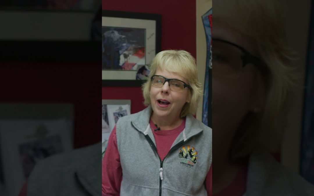 This dog has been at their shelter for 8 years!