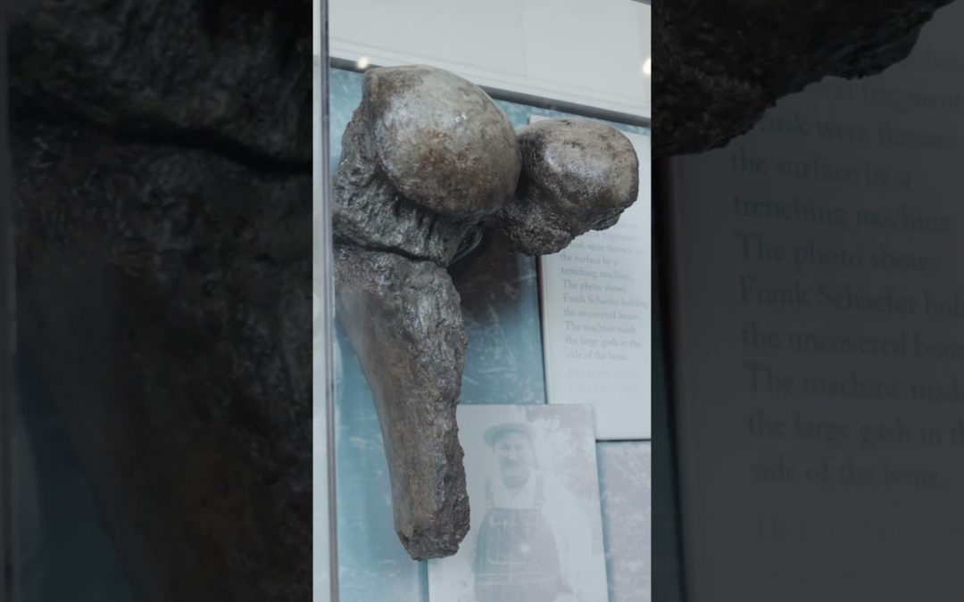 Kenosha Counties Hidden Gem: Dino Museum