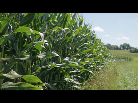 Wisconsin Corn Growers Increased Watershed and Sustainability Efforts | Know Your Wisconsin