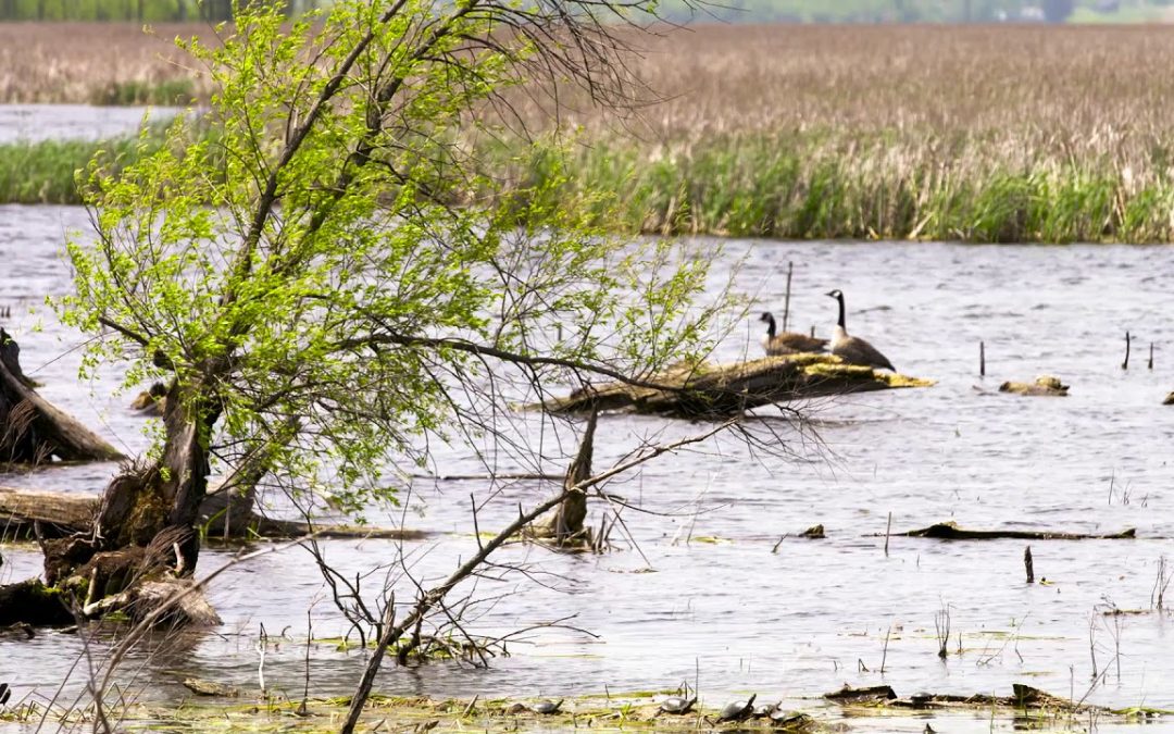 Horicon Marsh | Know Your Wisconsin