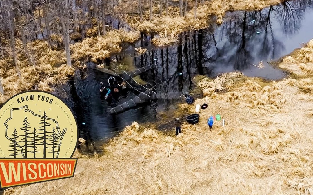 UW Green Bay Northern Pike Research | Know Your Wisconsin