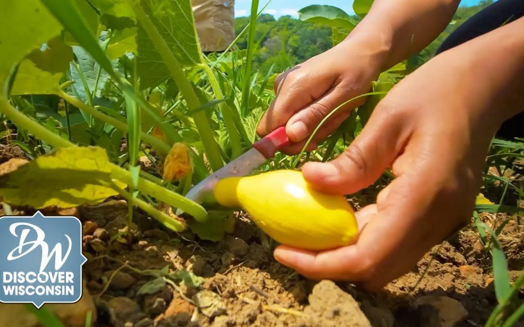 Verona: Nature’s Caretaker (Segment)