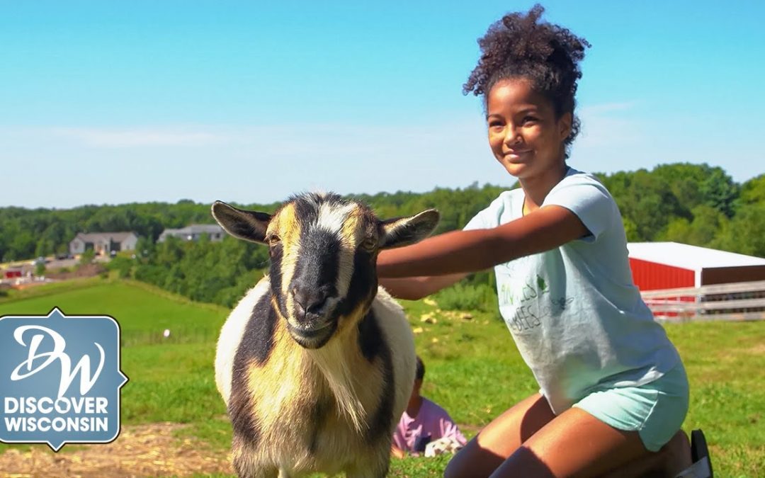 Verona: Animal Rescues and Amazing Family Parks