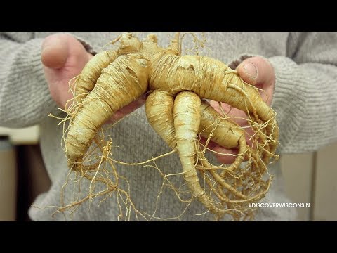 Rooted in Wausau – International Wisconsin Ginseng Festival (Trailer)