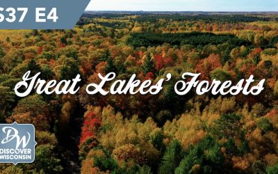 Forests of the Great Lakes Region – Conservation to Recreation