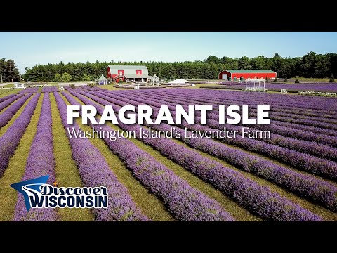 Fragrant Isle — Washington Island’s Only Lavender Farm