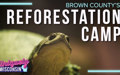 Restoring Nature, Preserving Legacy | Brown County Reforestation Camp | Uniquely Wisconsin
