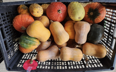 Taste of the Counties: Wisconsin’s Fall Farmers’ Market Guide