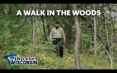 A Walk In The Woods